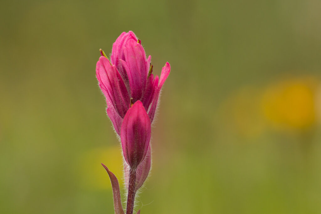 Close-up of pink wildflower on green background.