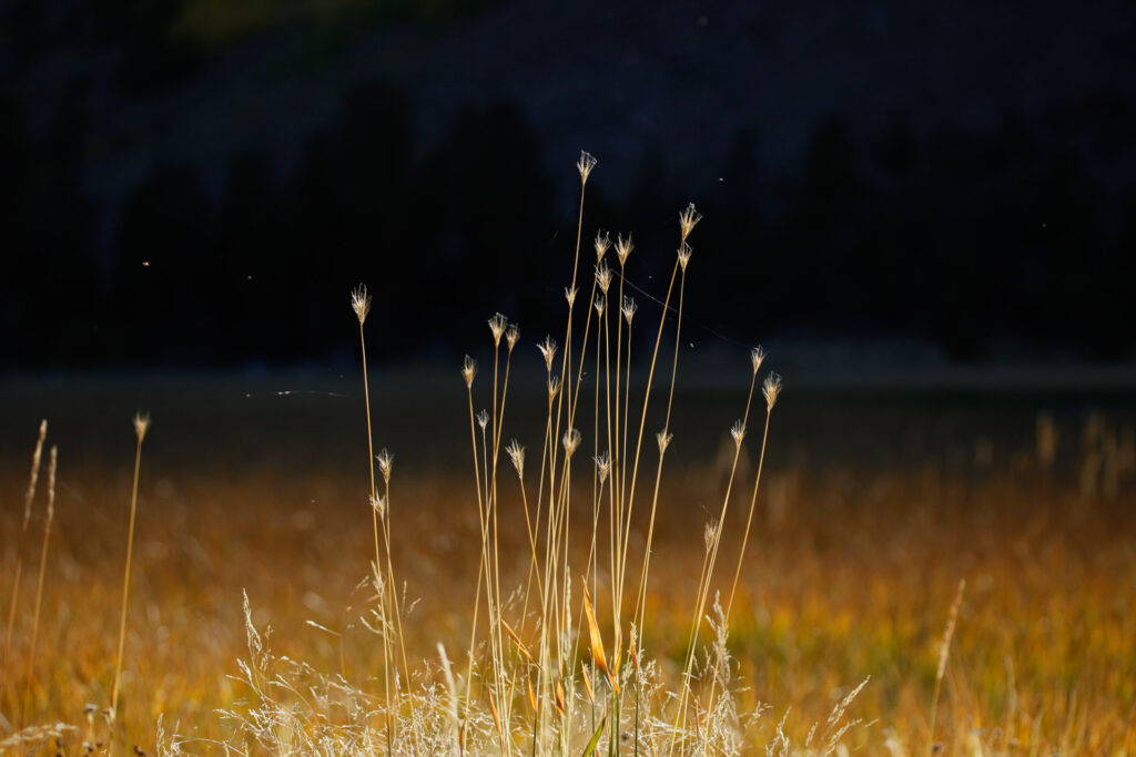 Tall grass illuminated in a field