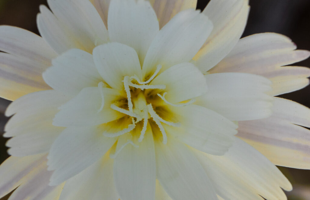 Close-up of white flower with yellow center