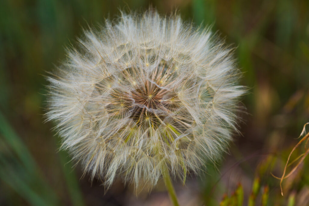 Close-up of fluffy dandelion seed head.