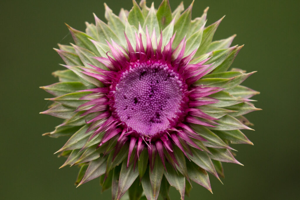 Close-up of purple thistle flower blossom.