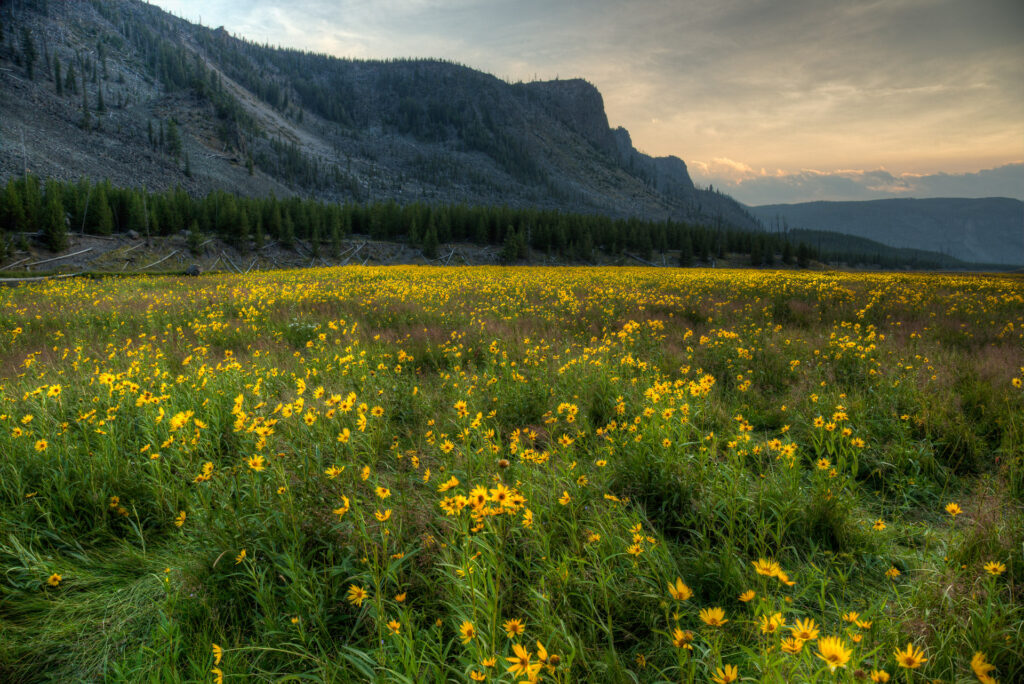 Field of yellow wildflowers at sunset