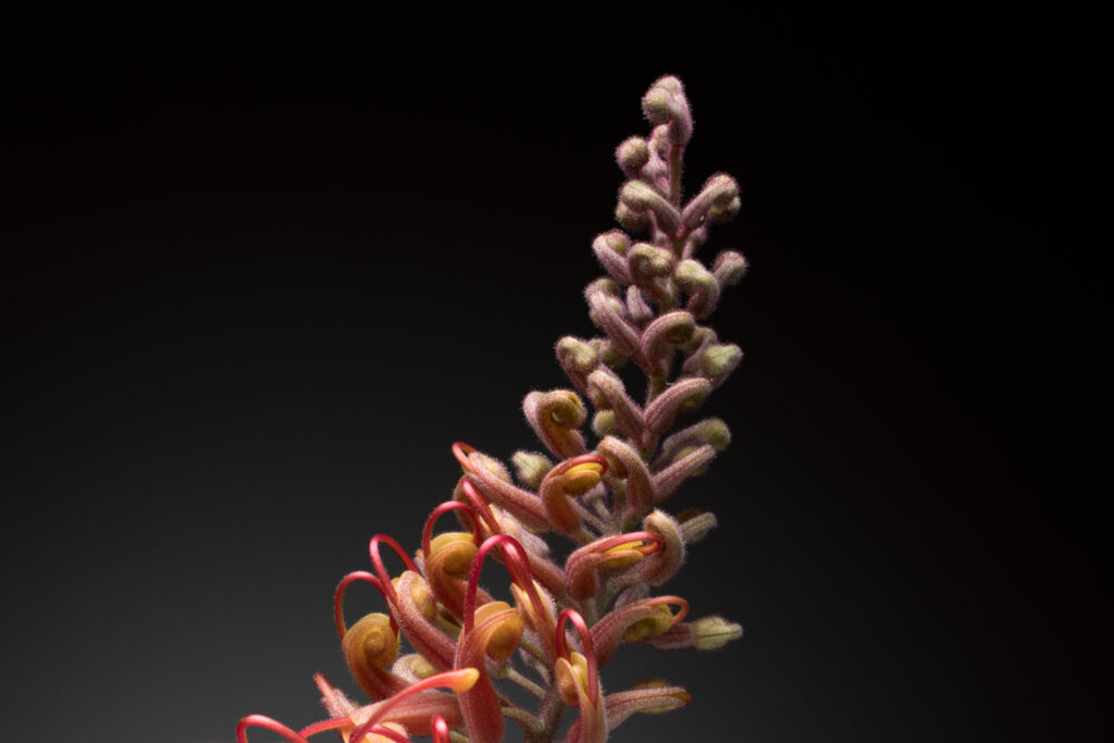 Close-up of a colorful grevillea flower.