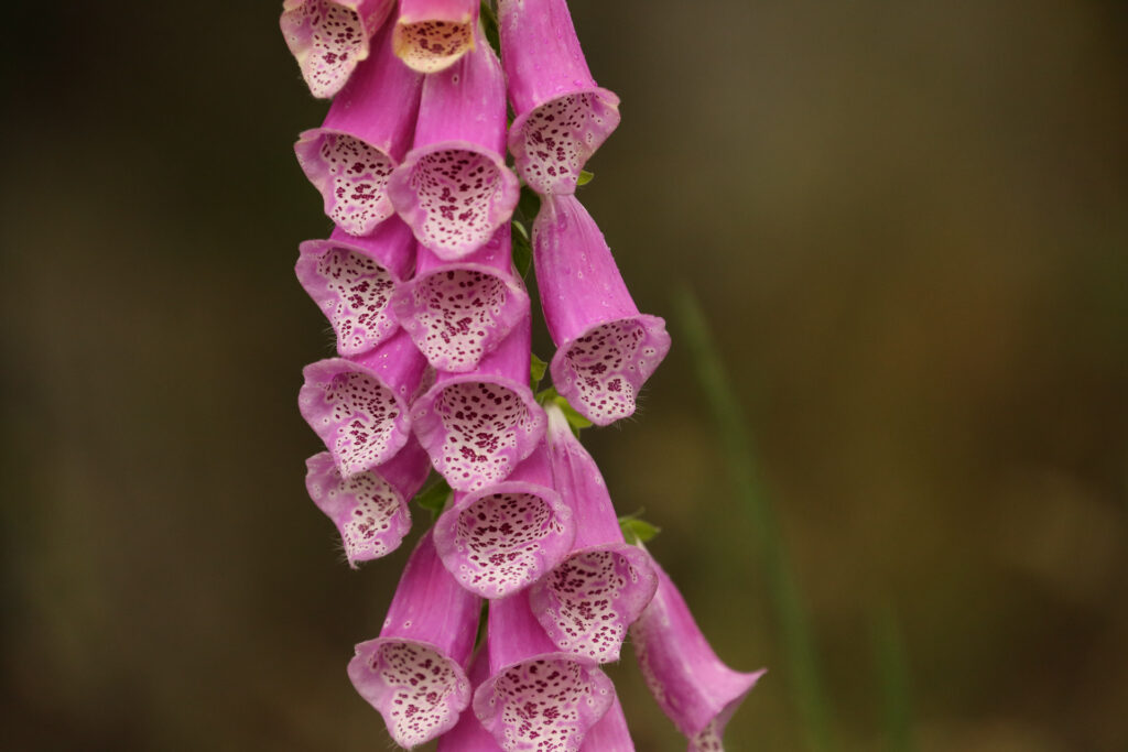 Pink foxglove flowers close up