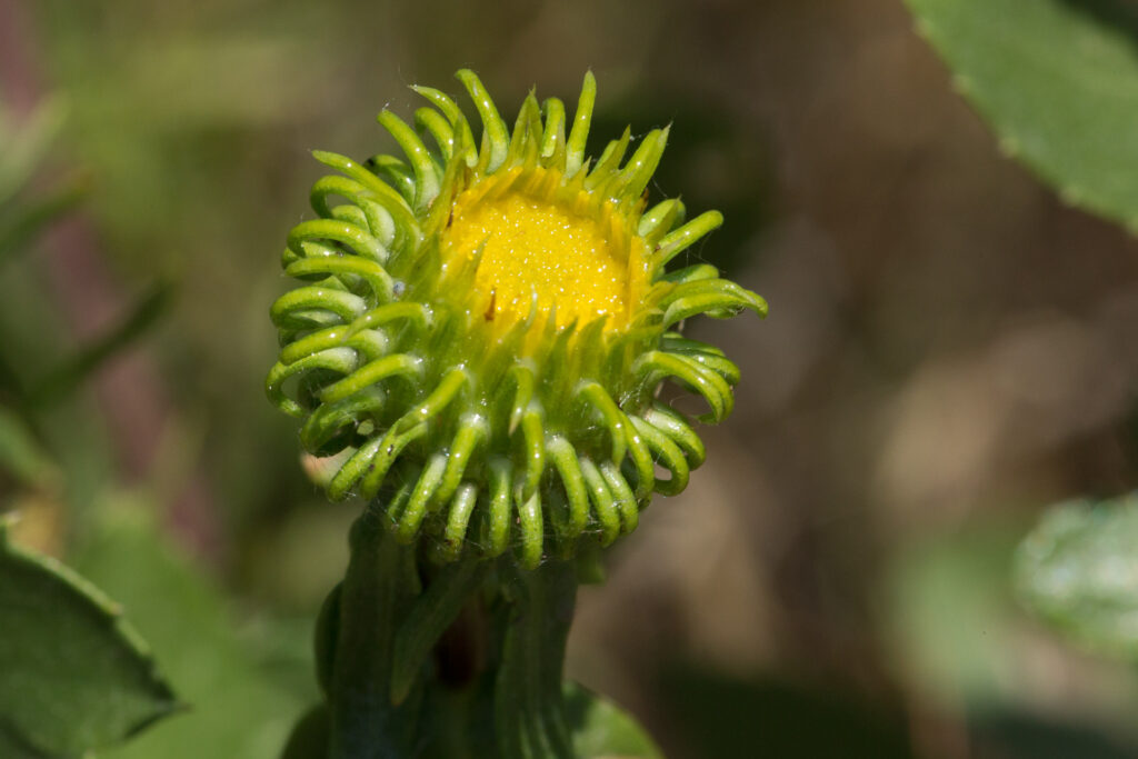 Close-up of yellow and green flower bud