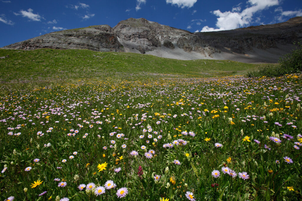 Mountain meadow with colorful wildflowers and blue sky.