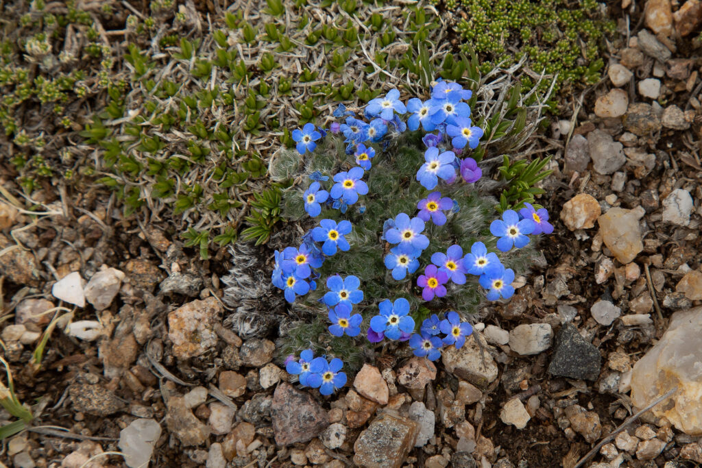 Blue flowers growing among rocks and greenery.