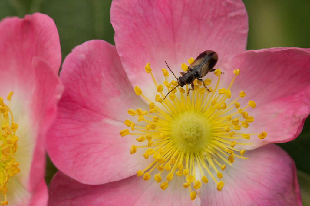 Beetle on pink flower with yellow pollen