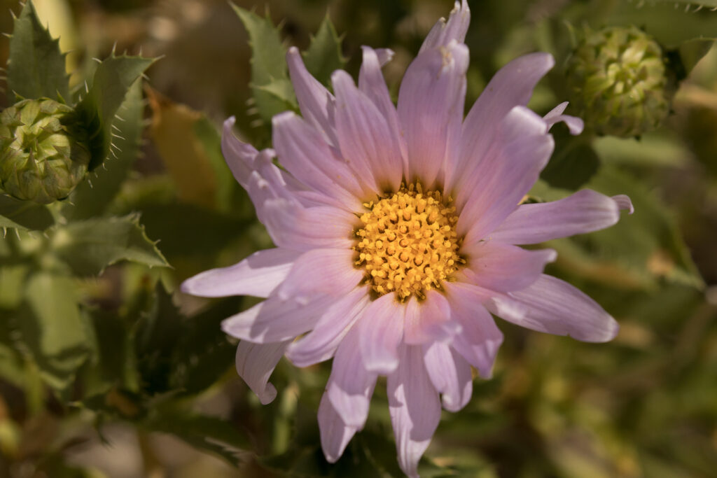 Close-up of pink daisy flower with green leaves.
