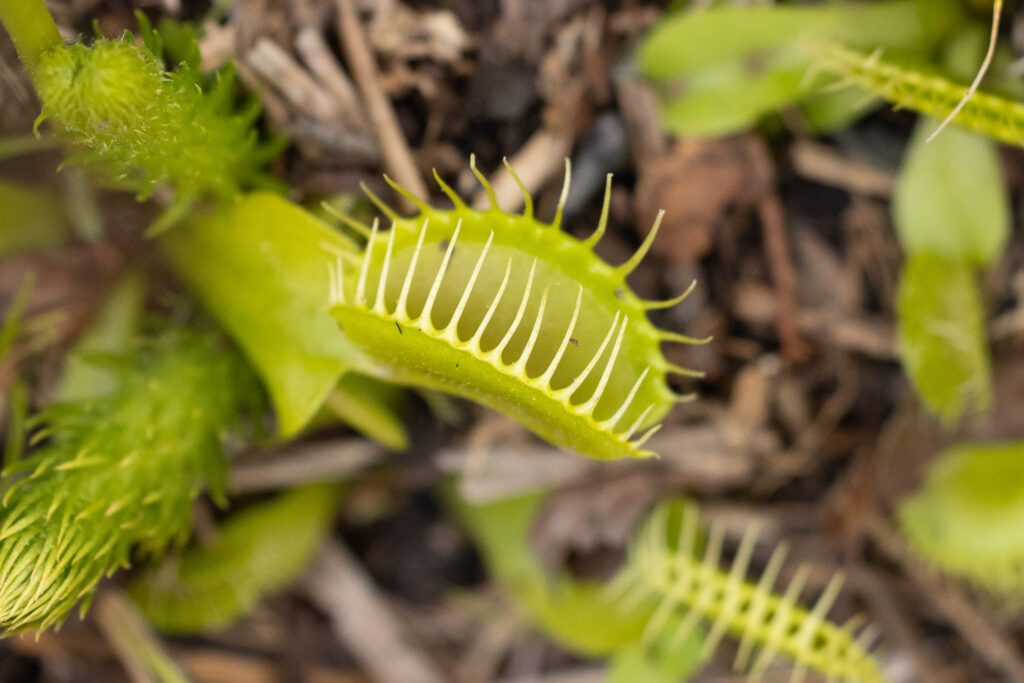 Close-up of Venus flytrap plant outdoors.