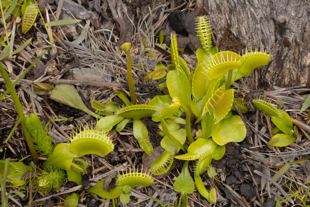 Venus flytrap plant in natural habitat.