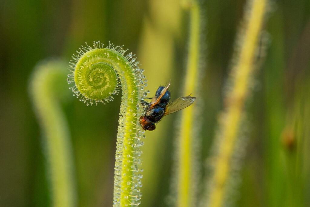 Fly trapped on carnivorous plant tendril