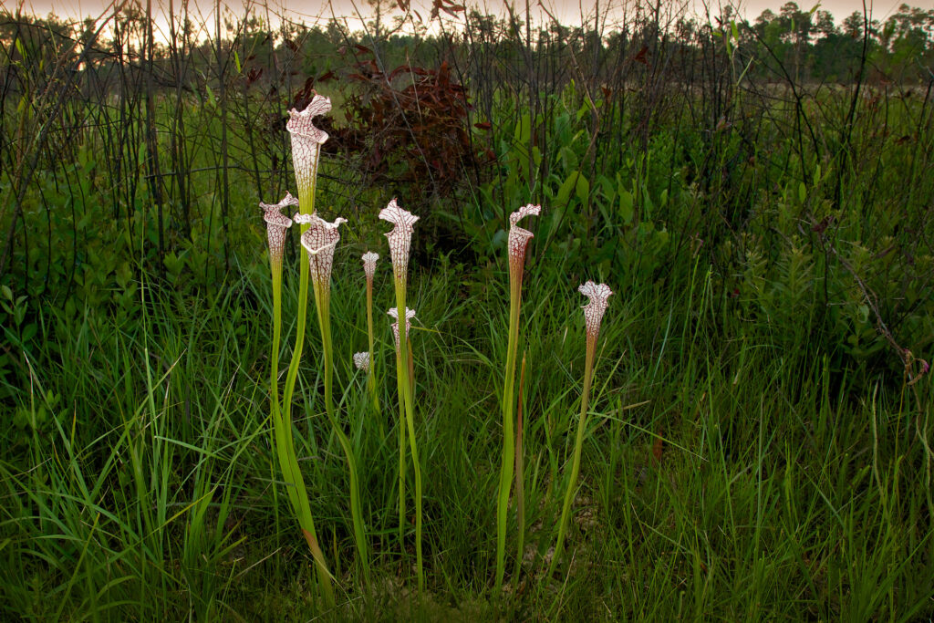White pitcher plants in a grassy field