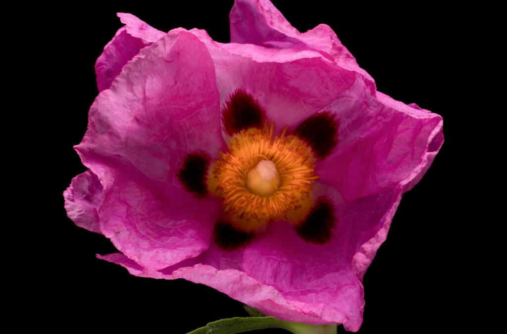 Close-up of vibrant pink flower with black background.