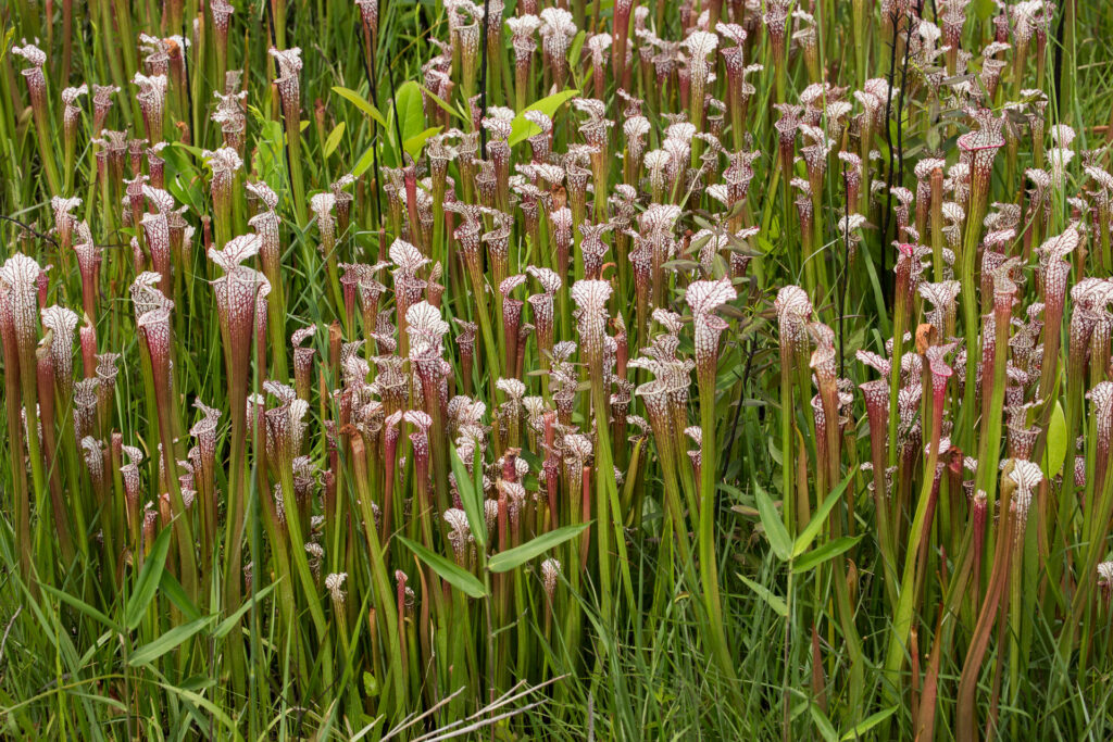 Field of Sarracenia pitcher plants in wetlands.