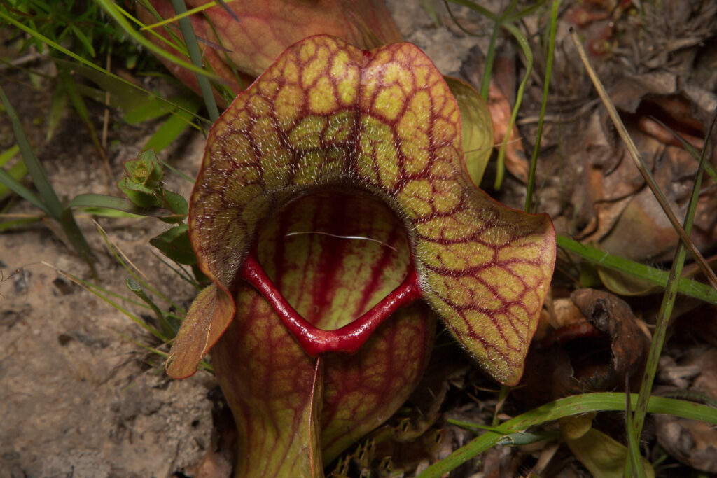Close-up of carnivorous pitcher plant in grass.