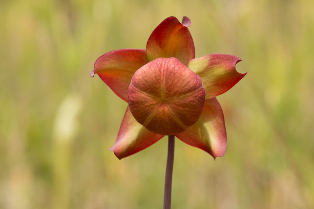 Close-up of a red pitcher plant blossom.