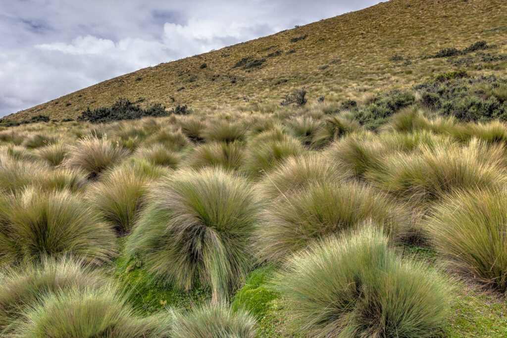 Andean highland grass field with rolling hills.