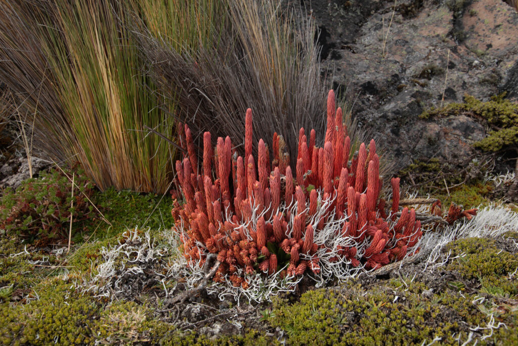 Colorful alpine plant with red, white stalks on rocks.
