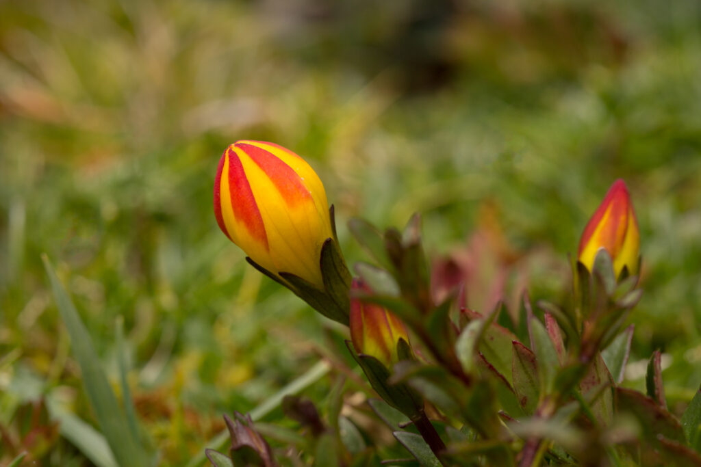 Close-up of vibrant flower bud in garden.