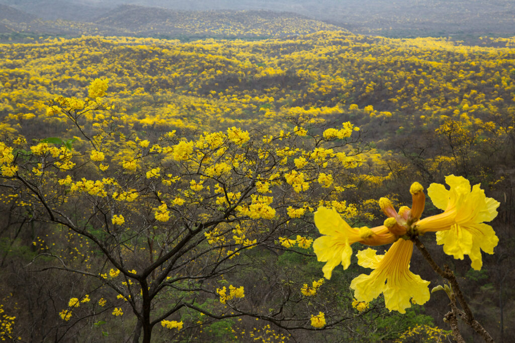 Yellow flowering trees on lush hillside landscape.