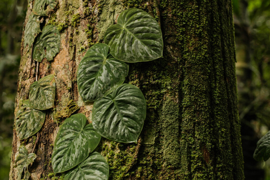 Heart-shaped leaves climbing a mossy tree trunk.