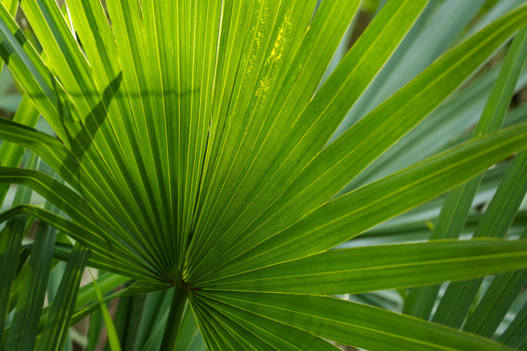 Green leaf with shadow of a lizard