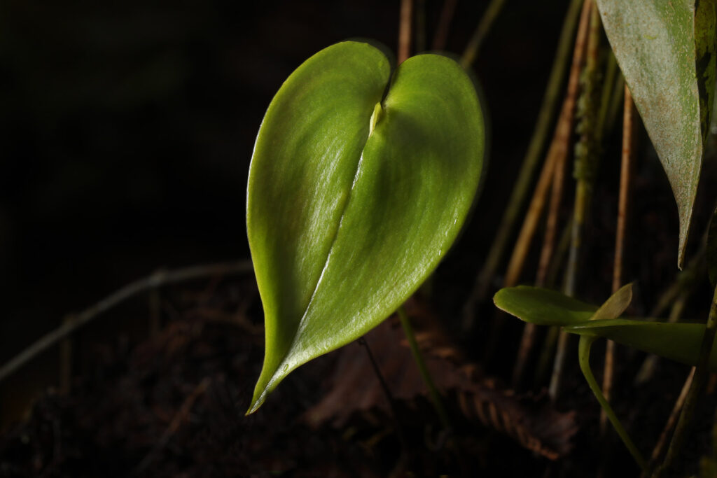 Close-up of a single heart-shaped green leaf