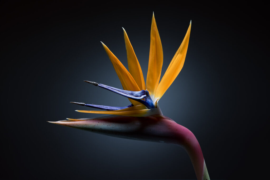 Close-up of Bird of Paradise flower