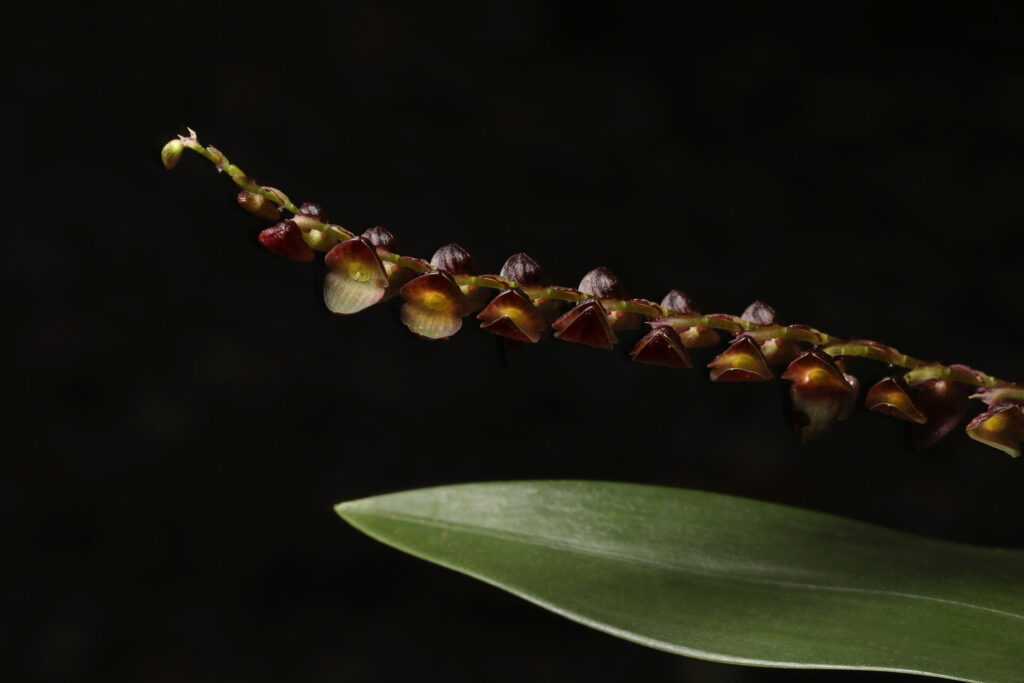 Close-up of dark red orchid flowers on stem.