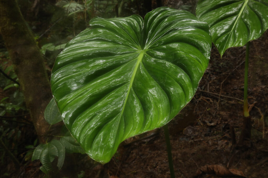 Large glossy green leaf in rainforest setting