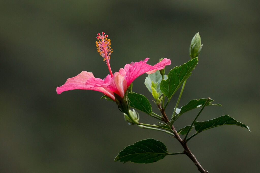 Vibrant pink hibiscus flower blooming on a branch.