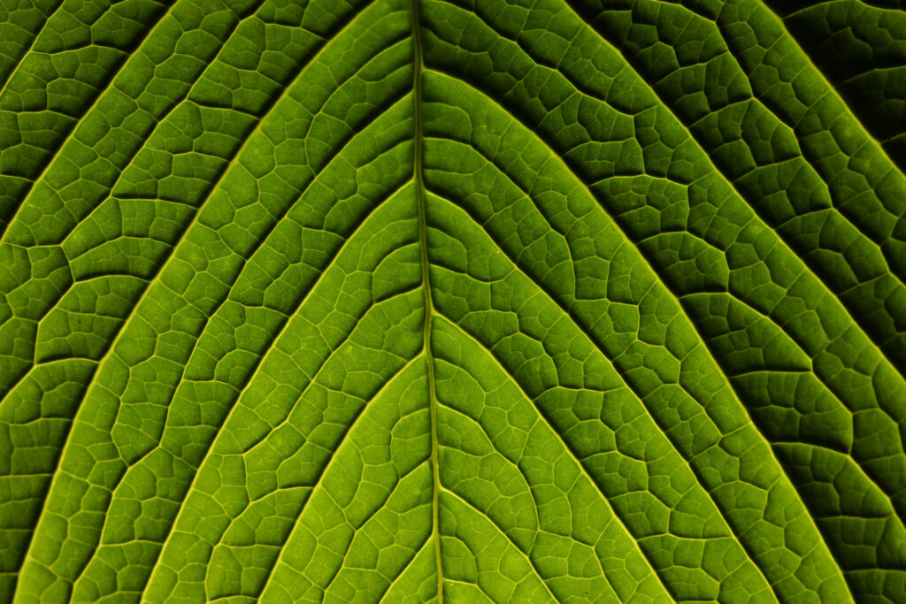 Close-up of green leaf veins pattern
