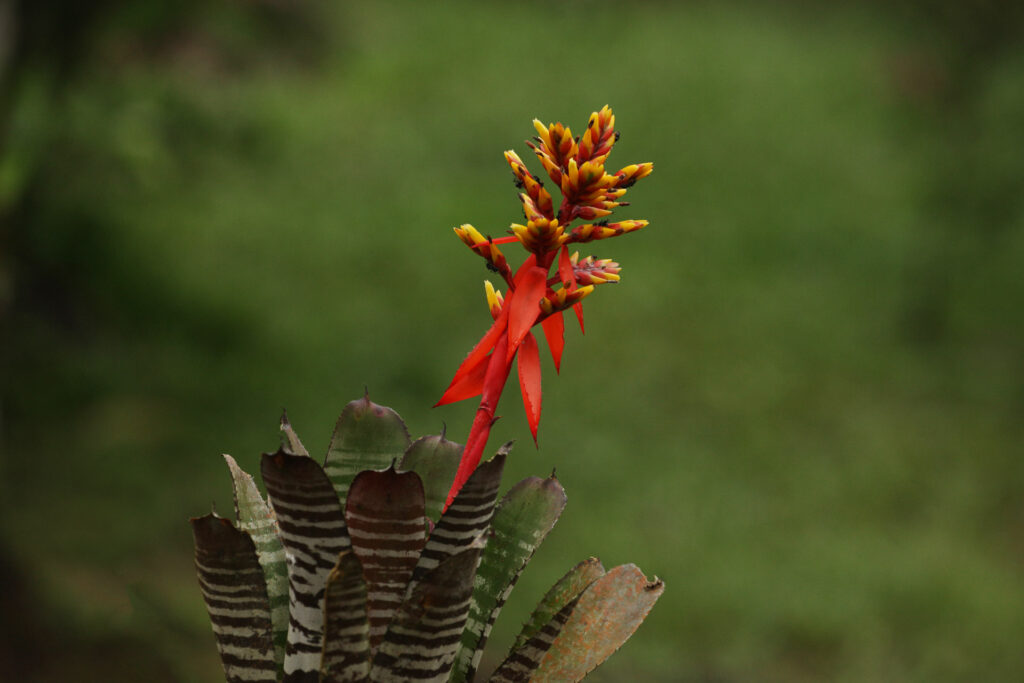 Vibrant red and yellow tropical flower