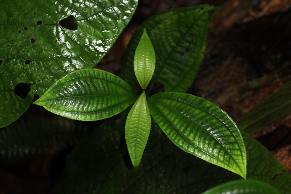 Close-up of vibrant green plant leaves in forest.