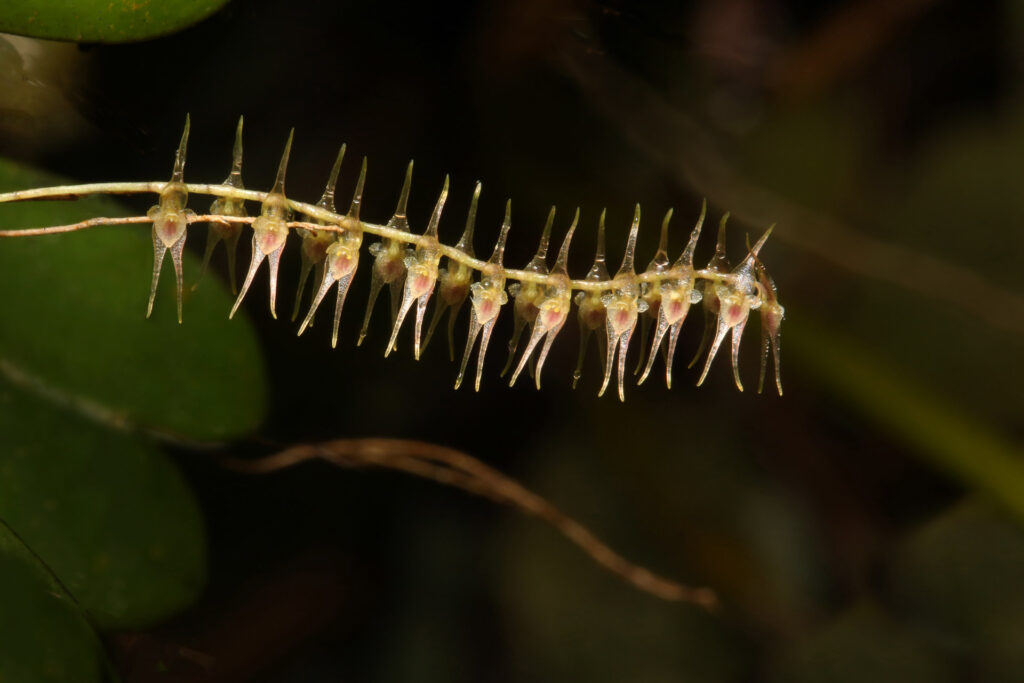 Close-up of a spiky exotic plant branch.