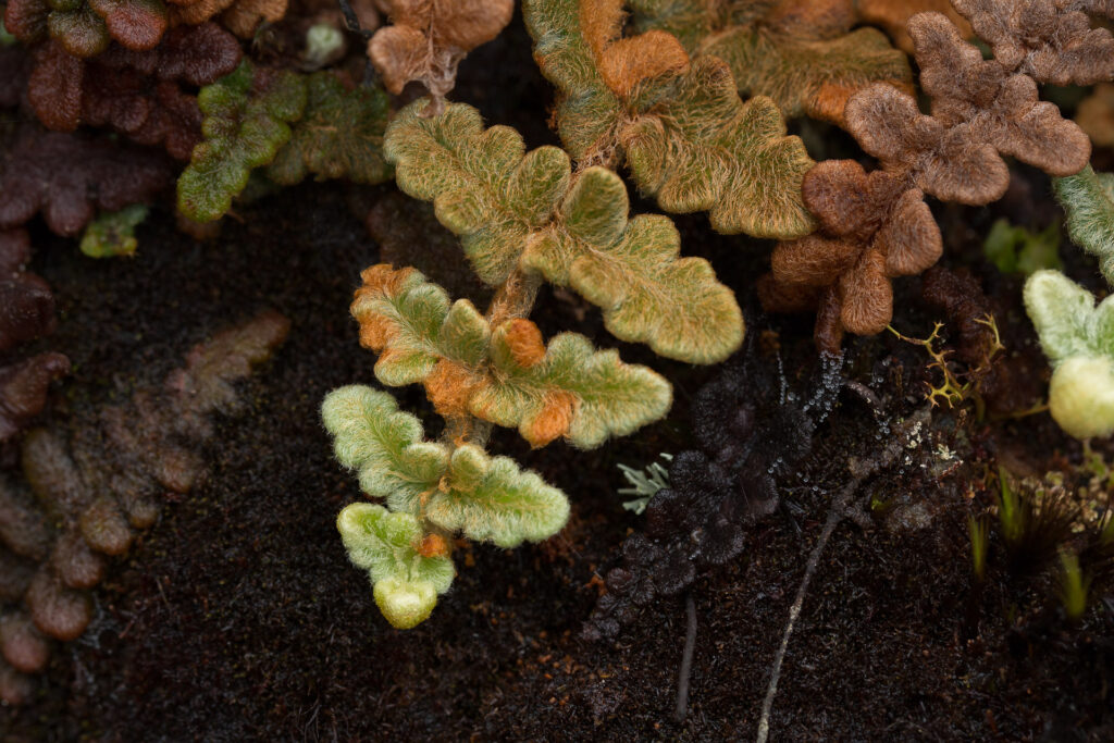 Close-up of colorful, fuzzy moss on forest floor.