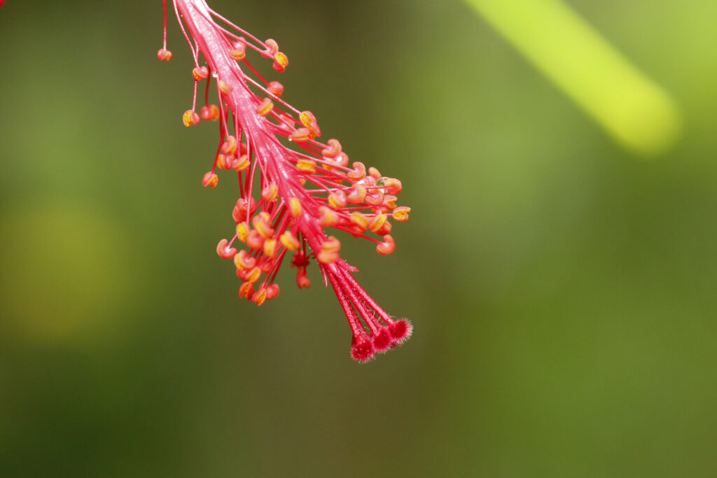Close-up of red hibiscus stigma and pollen.