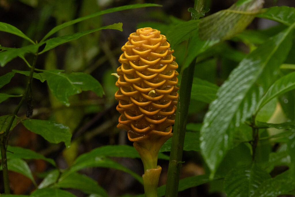 Close-up of beehive ginger plant in tropical forest.