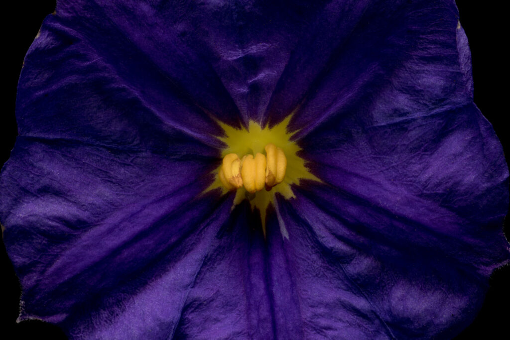 Close-up of vibrant purple flower with yellow center