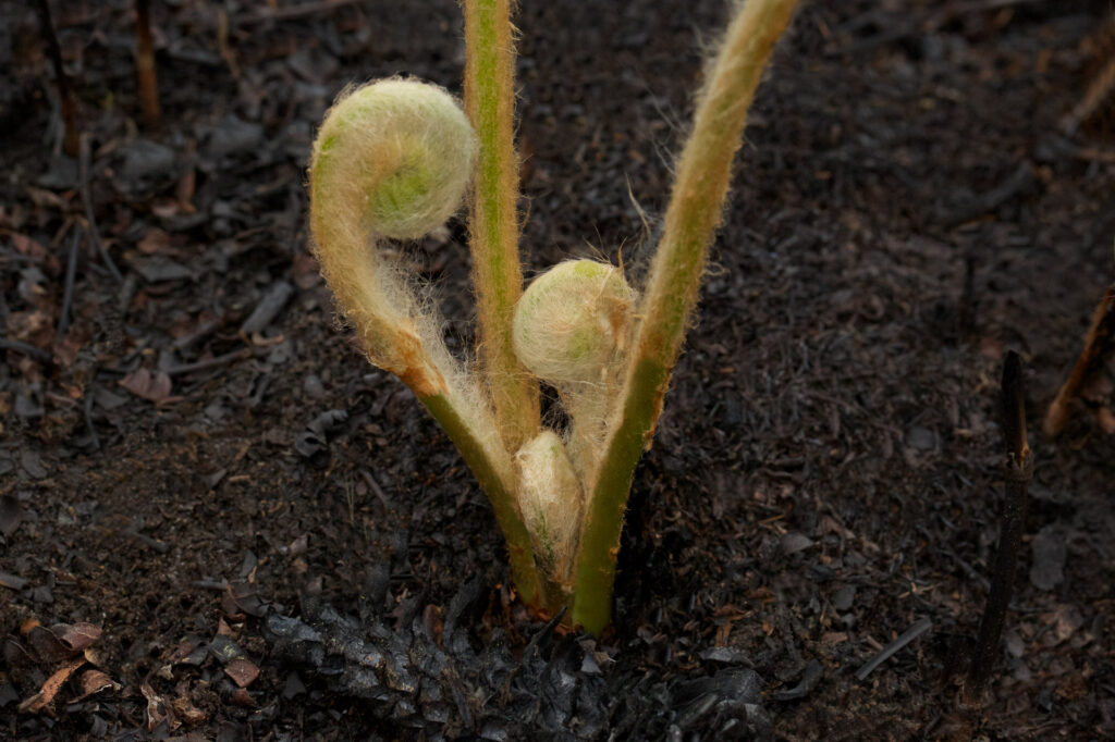 Close-up of emerging fern fronds in soil