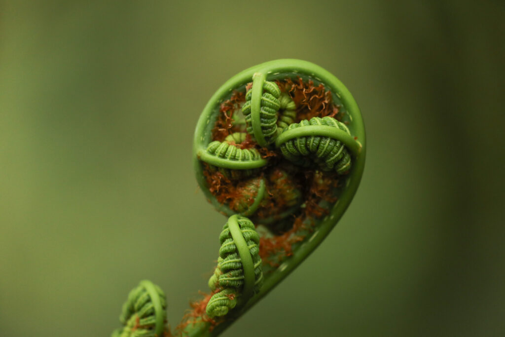 Close-up of curled green fern frond