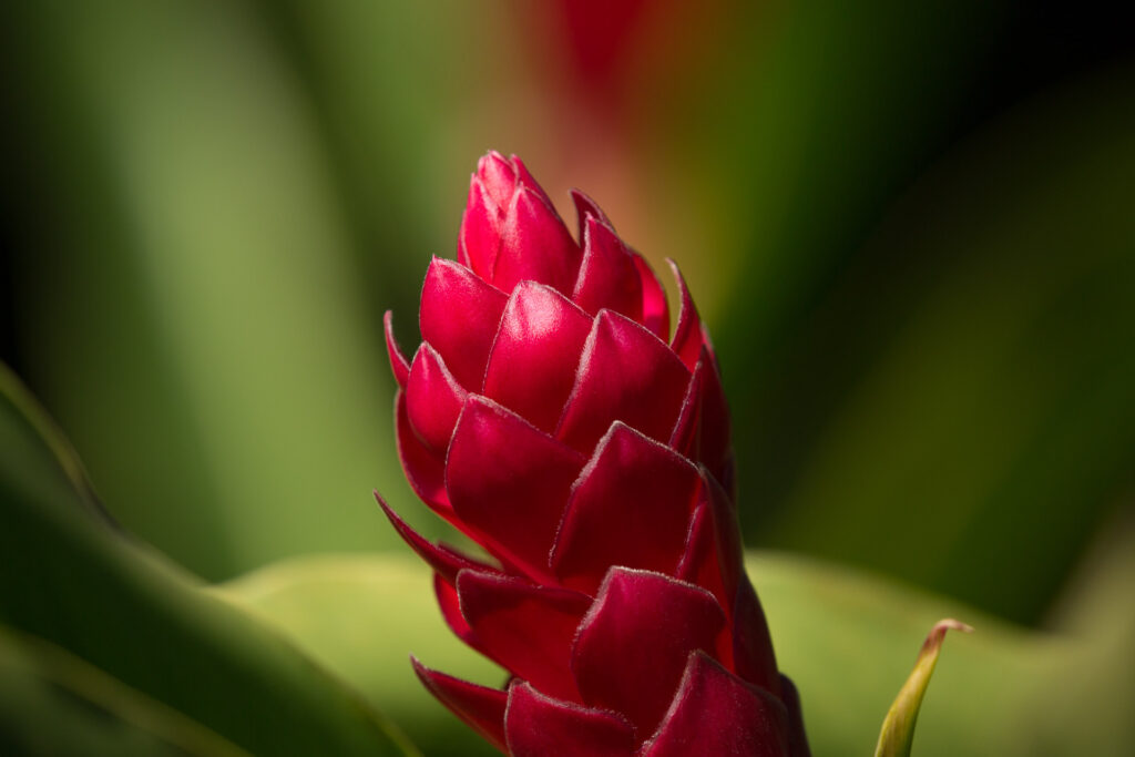 Close-up of vibrant red flower against green background.