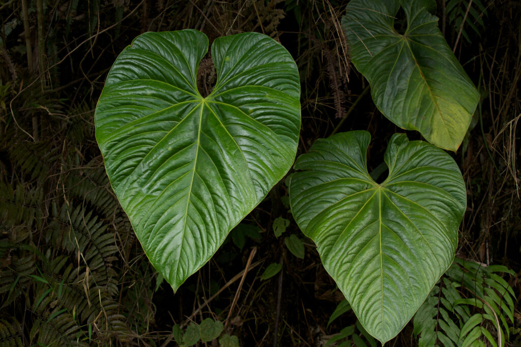 Large heart-shaped green leaves in forest.