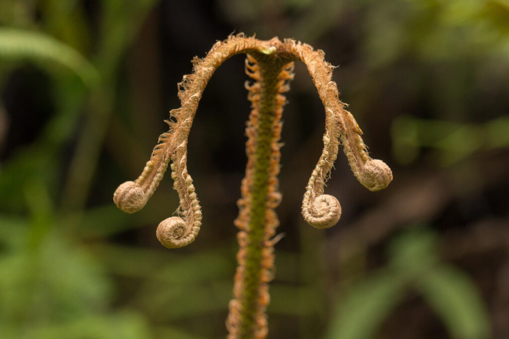 Close-up of young, coiled fern fronds.