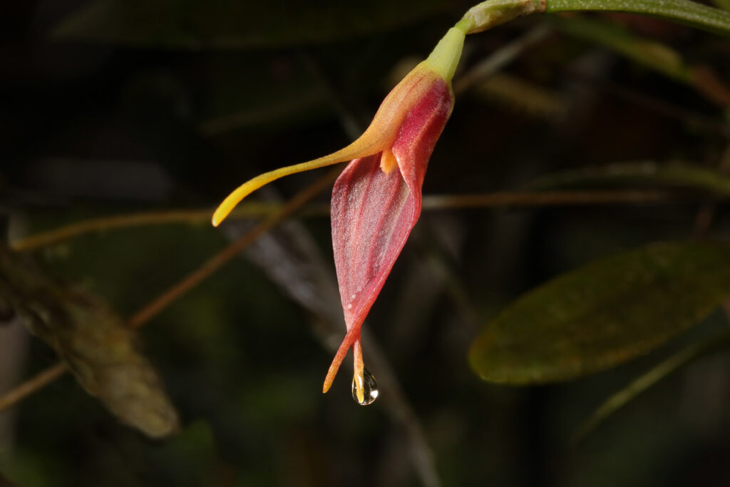 Close-up of a red orchid with water droplet.
