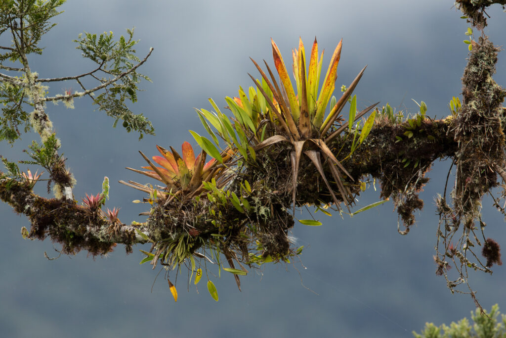 Vibrant bromeliads growing on tree branch.