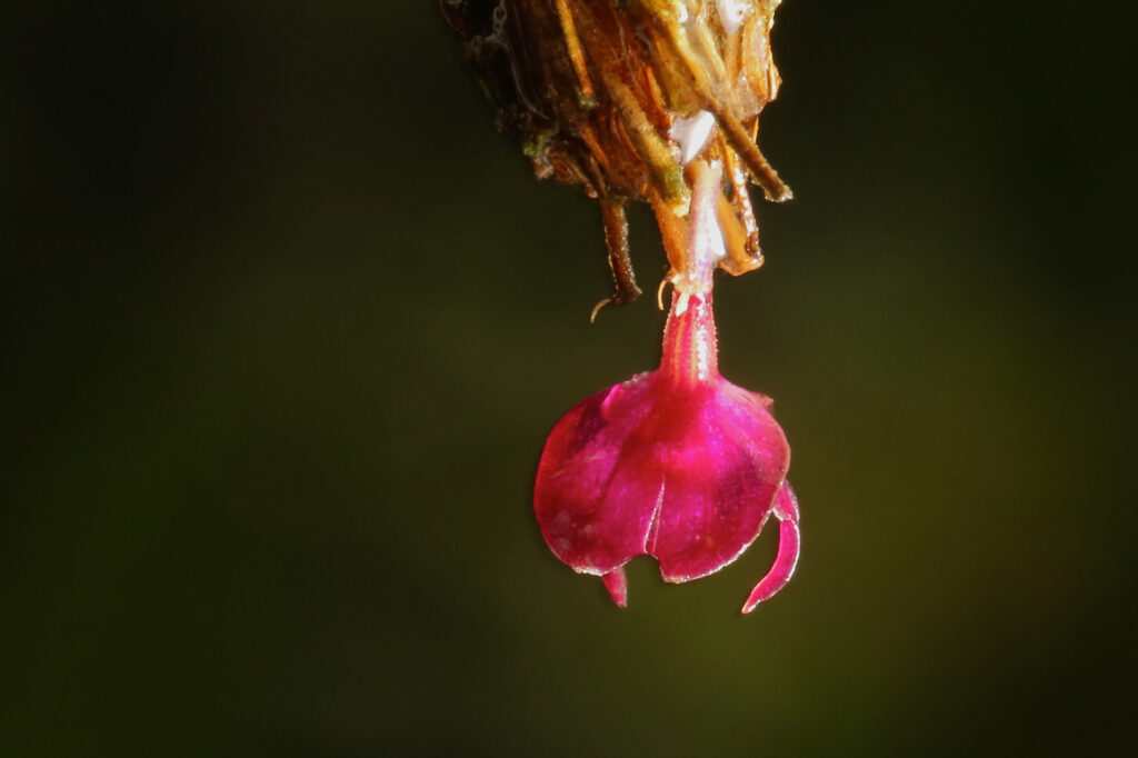 Close-up of vibrant pink flower bud