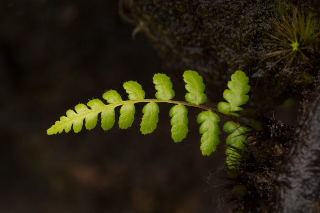 Close-up of green fern leaf on dark background.
