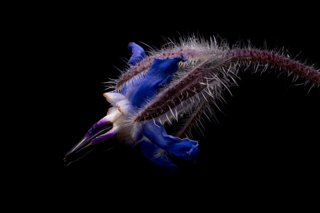 Close-up of spiky blue and purple flower